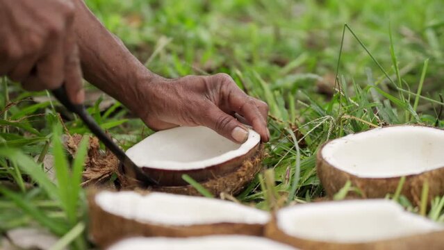 Farm worker processing copra or coconut meat on plantation for oil