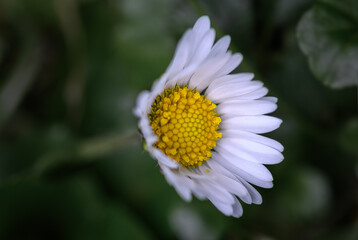 Obraz premium Early Daisy