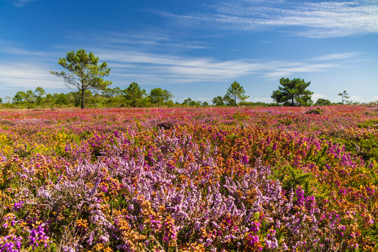 Landscape in Cap de la Chevre, Crozon, Brittany, France