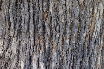 Old tree bark texture background close-up