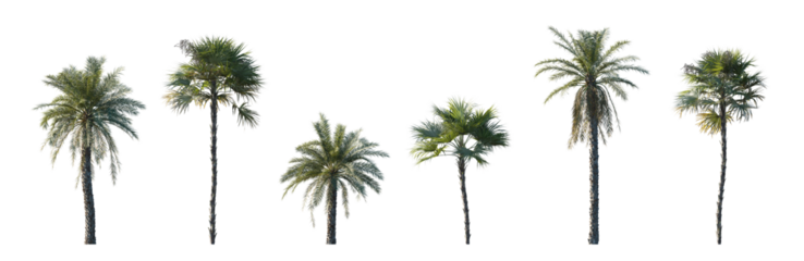 Phoenix dactylifera date and Acoelorrhaphe wrightii paurotis (Everglades, Madeira) palm isolated png on a transparent background premium cutout