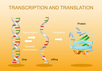 Transcription and translation. From DNA to mRNA. Protein synthesis.