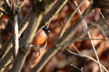 Adult Male Eurasian Bullfinch (Pyrrhula pyrrhula) perched within a copper beech hedge in Winter....