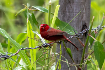Crimson finch or Neochmia phaeton seen in Nimbokrang in West Papua, Indonesia