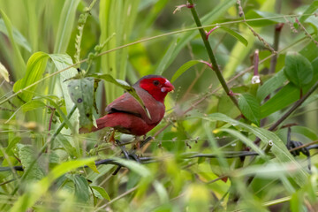 Crimson finch or Neochmia phaeton seen in Nimbokrang in West Papua, Indonesia