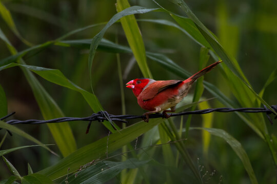 Crimson finch or Neochmia phaeton seen in Nimbokrang in West Papua, Indonesia