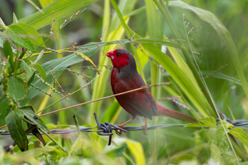 Crimson finch or Neochmia phaeton seen in Nimbokrang in West Papua, Indonesia