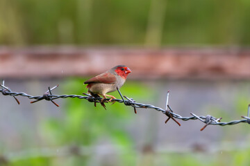 Crimson finch or Neochmia phaeton seen in Nimbokrang in West Papua, Indonesia