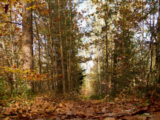 Fototapeta premium Waldweg