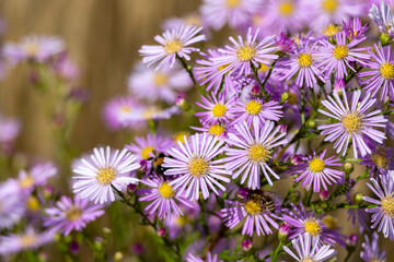 Purple flowers of asters in the garden. Selective focus. - Powered by Adobe