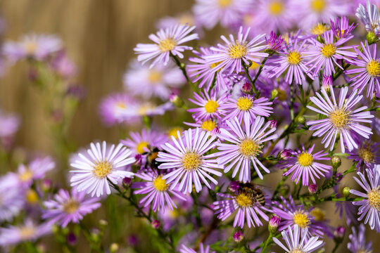 Purple flowers of asters in the garden. Selective focus.