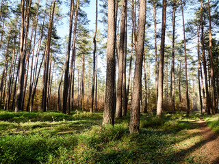Fototapeta premium Wald, Bäume, Natur,