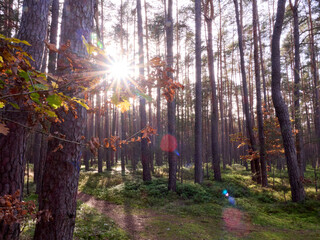 Wald, Bäume, Natur,