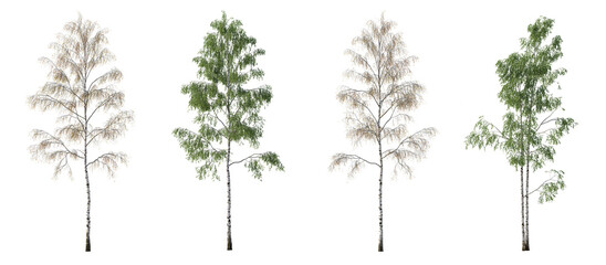 2 in 1 Summer and Autumn set of Birch trees betula trees isolated png in sunny daylight on a transparent background perfectly cutout
