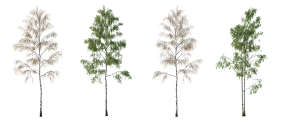 2 in 1 Summer and Autumn set of Birch trees betula trees isolated png in sunny daylight on a transparent background premium cutout