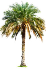 Fototapeta na wymiar Indian Wild Date palm tree PNG