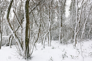 Trees in the snow after a winter storm	