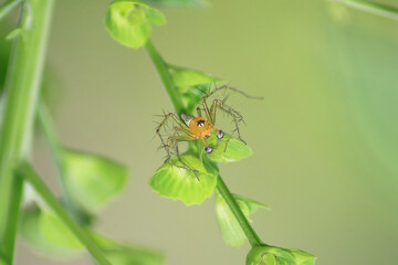 close up of Spider oxyopes salticus, macro photogaphy, insect, wildlife.