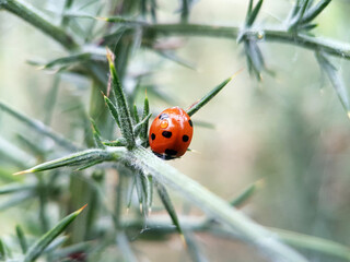 Ladybird on leaf