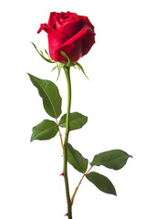 A single red rose with lush green leaves isolated on transparent or white background, png