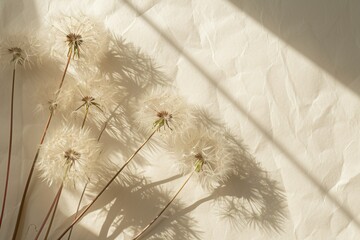 Shadow natural background of dandelion flowers
