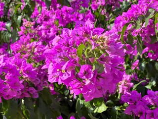 Fototapeta premium Beautiful bougainvillea blossom pink petals