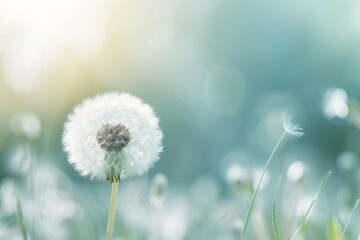spring background with white dandelion