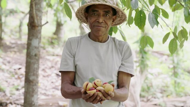 harvest, nutmeg and mace in fruits, southeast asian farmer or smallholder, asia