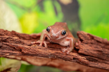 An Australian tree frog sits on the bark of a tree. The frog turns around and looks at the camera.