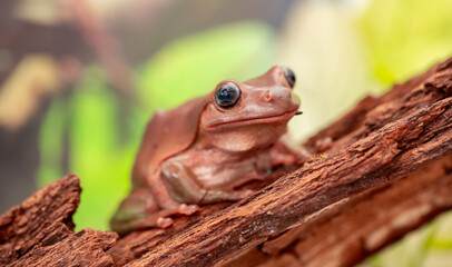 An Australian tree frog sits on the bark of a tree. The frog turns around and looks at the camera.