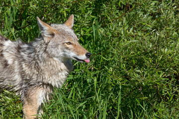Naklejka na ściany i meble Coyote with tongue sticking out