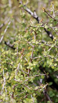 Spiny Redberry, Rhamnus Crocea, a native polygamodioecious shrub displaying simple alternate distally rounded proximally truncately rounded dentately serrulate margined glabrous elliptically obovate l