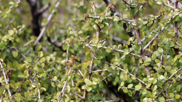 Spiny Redberry, Rhamnus Crocea, a native polygamodioecious shrub displaying simple alternate distally rounded proximally truncately rounded dentately serrulate margined glabrous elliptically obovate l