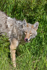 Coyote Licking Her Lips