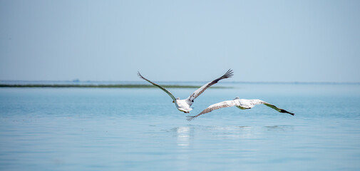 Flying pelicans in the blue sky. Waterfowl at the nesting site. A flock of pelicans walks on a blue...