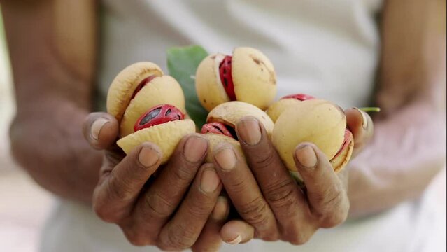 aromatic spice, nutmeg and mace harvest, tropical produce