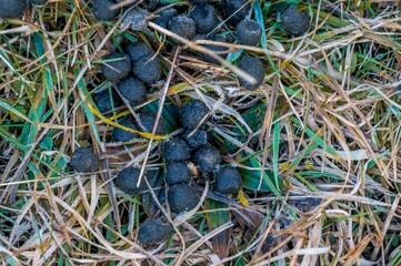 Close-up of goat excrement on grass. Chamois shit. Goat shit. A pile of sheep droppings. Fresh feces of chamois or goat or sheep.
