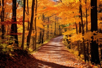 Fototapeta na wymiar walking the path through the woods in autumn