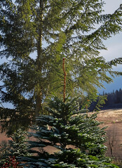 fir tree: Lush Green Fir Tree Standing Tall Against a Clear Blue Sky on a Sunny Day