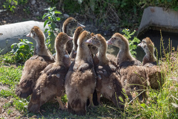 young goslings gathered in a group