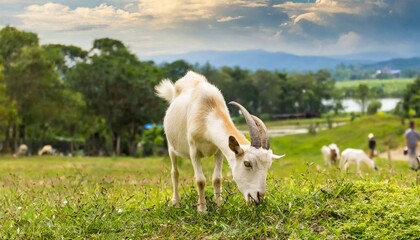 Obraz na płótnie Canvas A goat eating grasss on the meadow, grass field
