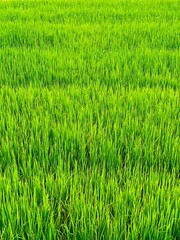 green rice field