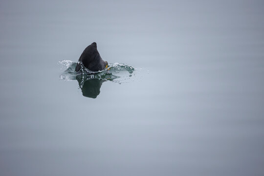 Eurasian coot diving and create a hole in the water