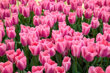 Obraz premium field of pink tulips in spring
