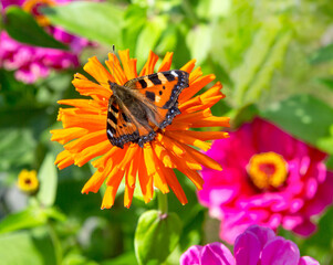 Butterfly Flower Images.