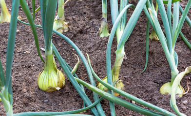 Onion bulbs on field.