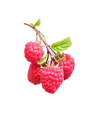 Raspberry on a branch.