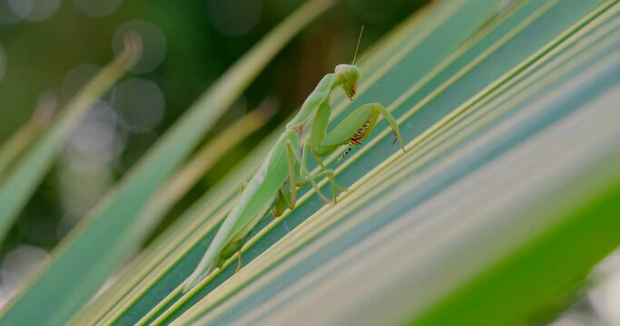mantodea