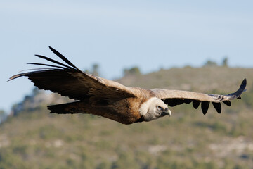 Gyps fulvus volando en el parque natural Sierra de Mariola con cerro en el fondo, Alcoi, España