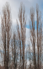 tall trees without leaves against the sky 